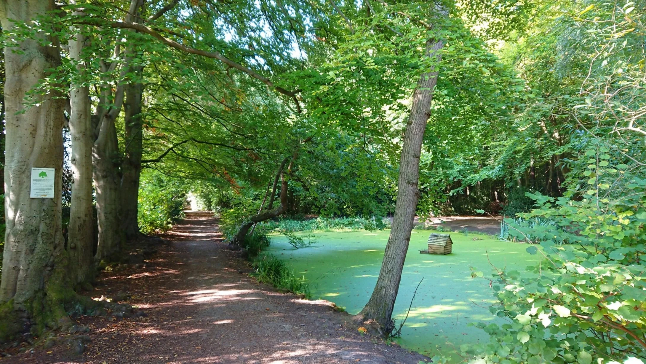 Lady Owens Windlesham Pond in the summer