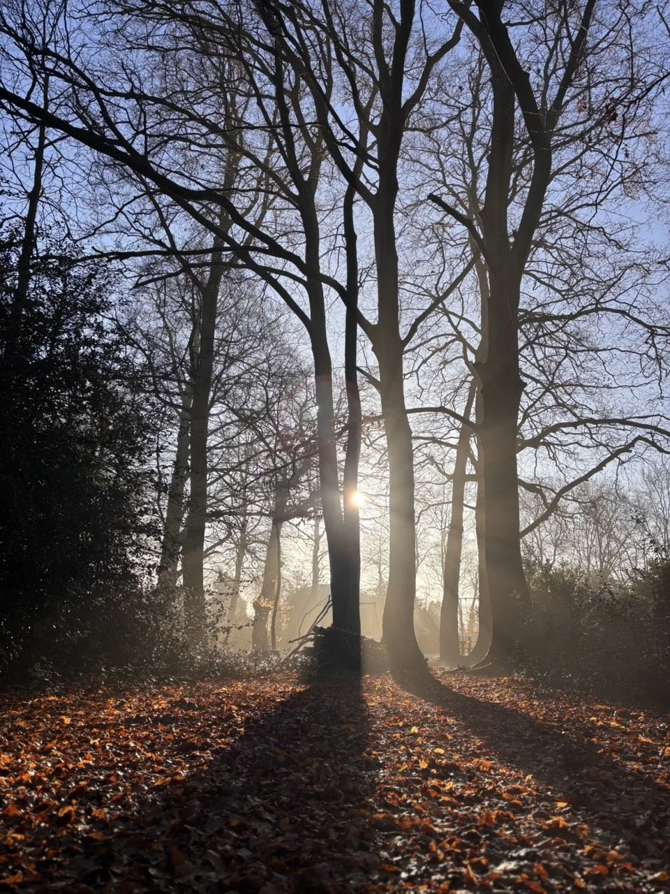 Windlesham Society Appreciating the autumn nature in our field of remembrance