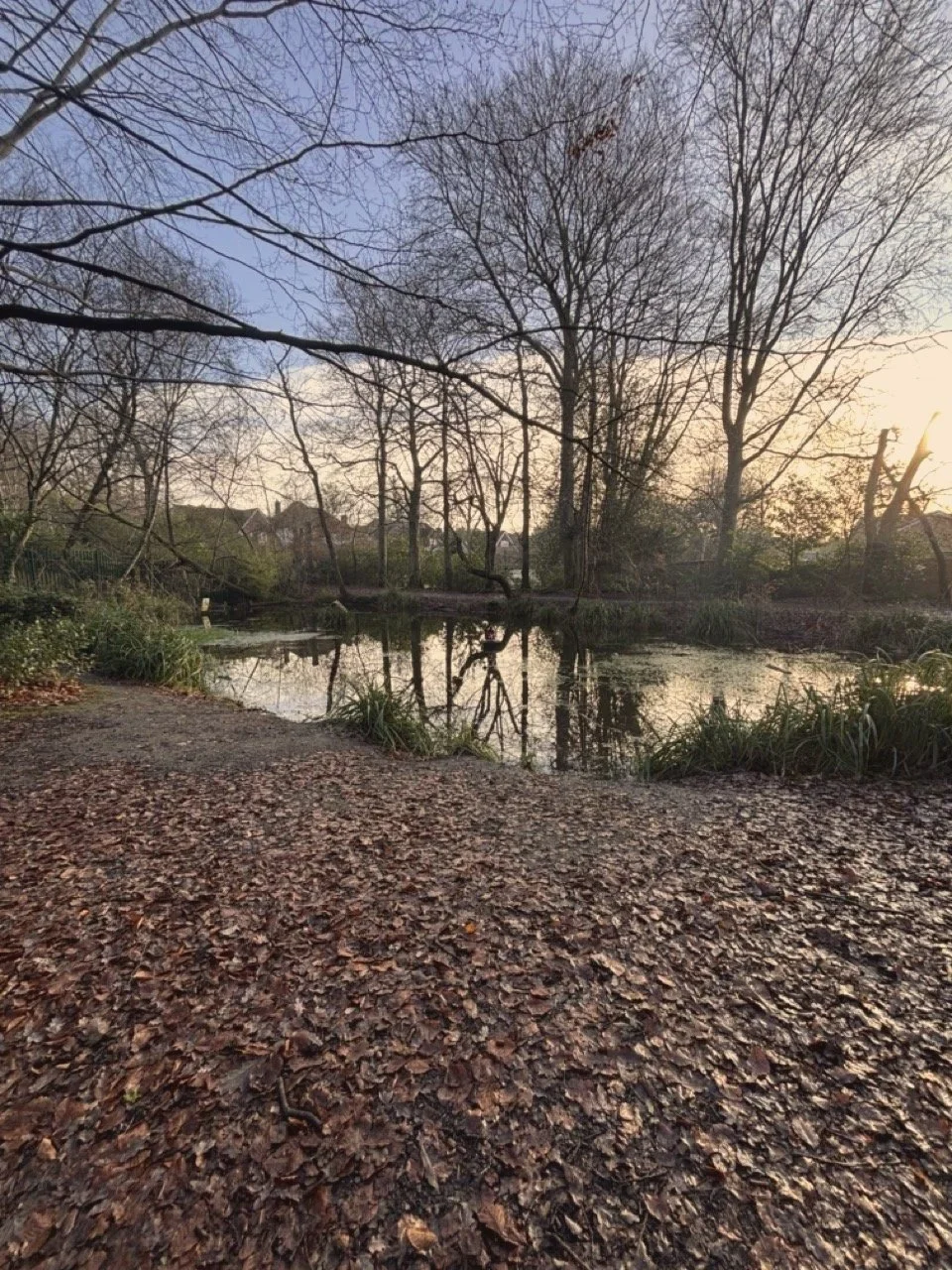 Local Village pond in windlesham