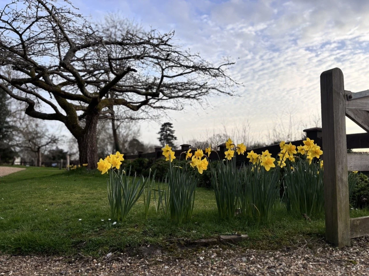 Bright Yellow Daffodils on a green outside the church in windlesham, Surrey