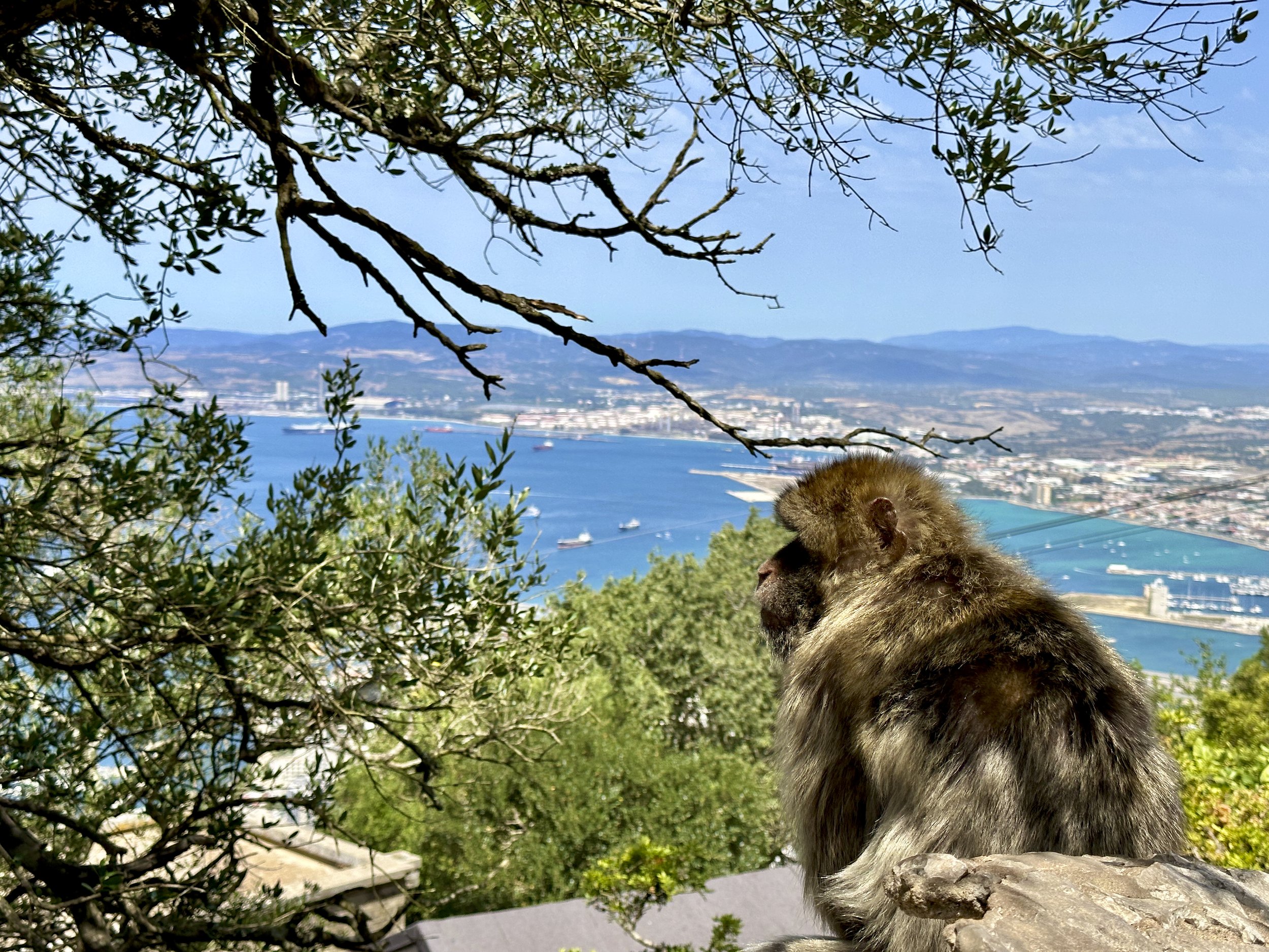 Scouting the Rock: A Day Trip to the Historic Outpost of Gibraltar