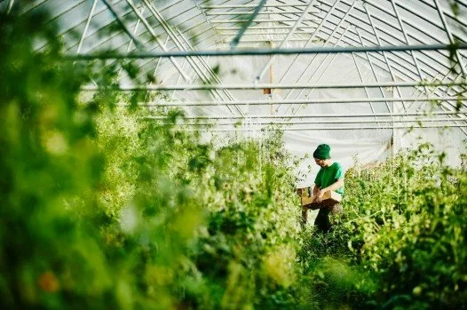 Resolving The Water Wars: The 4 Key Drivers Of Indoor Vertical Farming Success