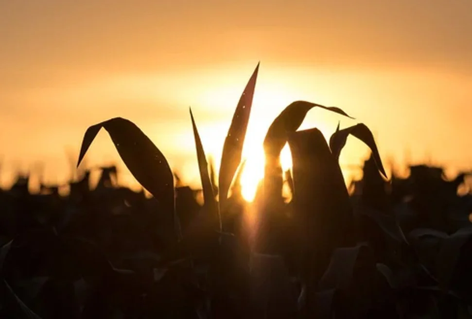 People, Profits, Planet: A short history of agriculture.