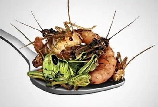 The Buzz About Insect Protein