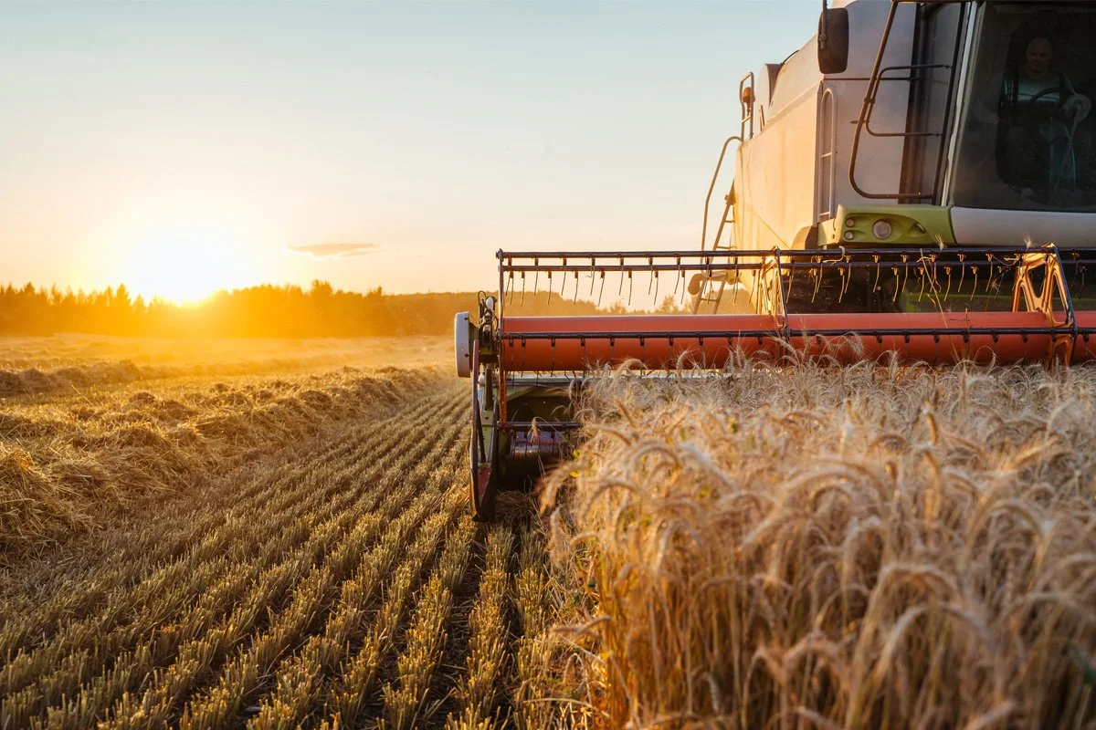 A combine harvester working in a wheat field during sunset.