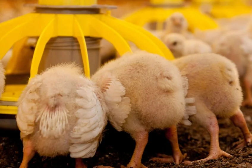 Young chicks gathered around a feeder in a poultry barn, illustrating modern feed practices and emerging challenges in the animal nutrition sector.