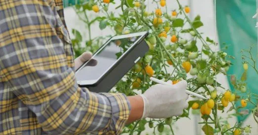 Person using a tablet to monitor crops in a greenhouse, illustrating AI‑driven decision‑making in the agri‑food sector.