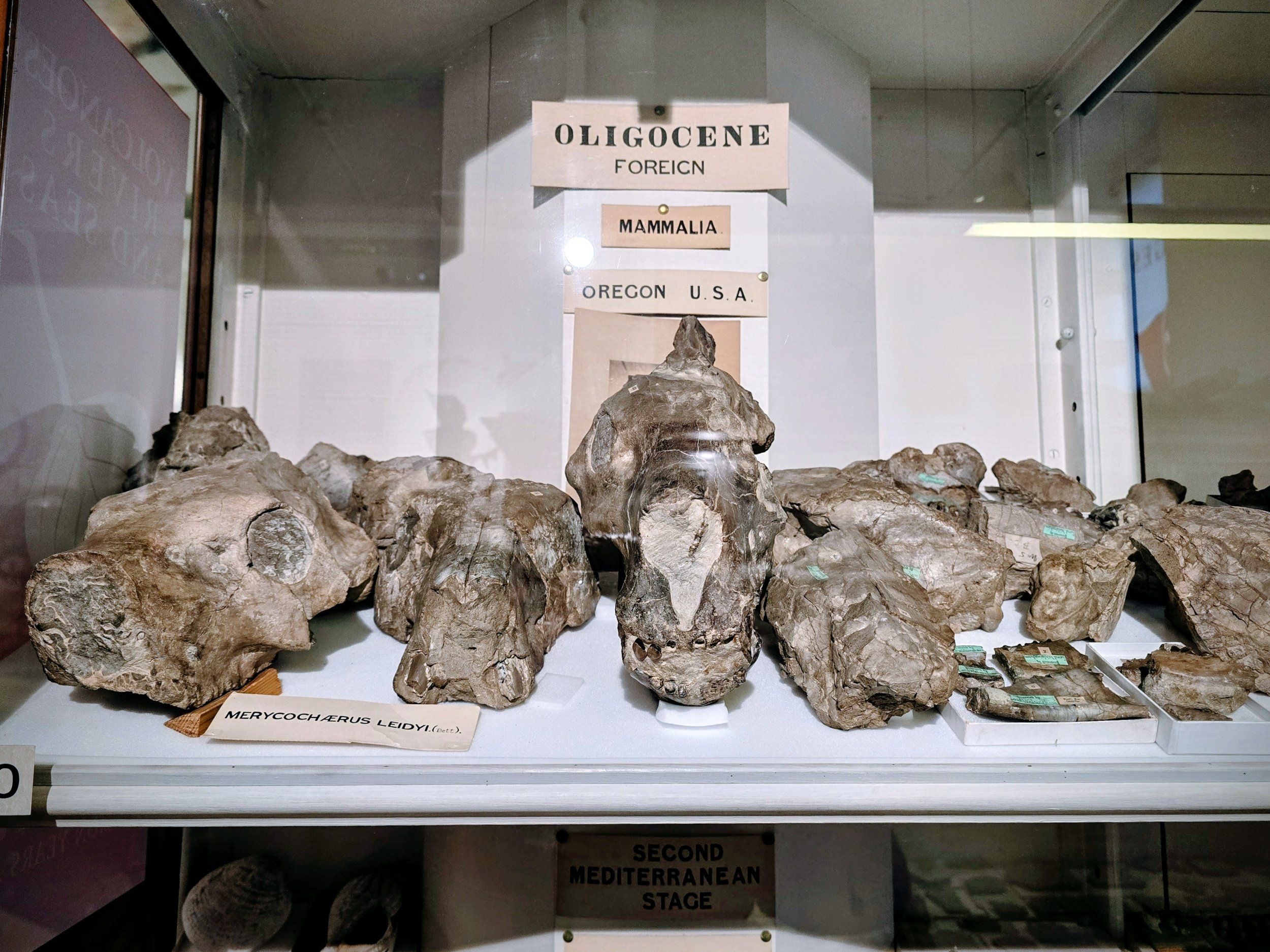 Display of fossilized mammal bones in a glass case with informational signs, including one labeled "Merycochaerus leidyi" and a sign indicating they are from Oregon, USA, representing Oligocene epoch fossils.