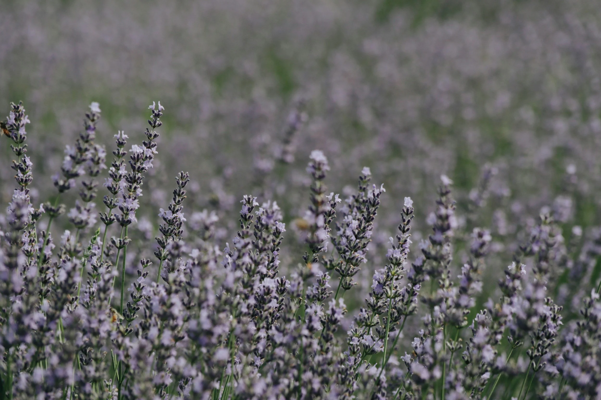 Lavender flowers in a field with a bee flying nearby.