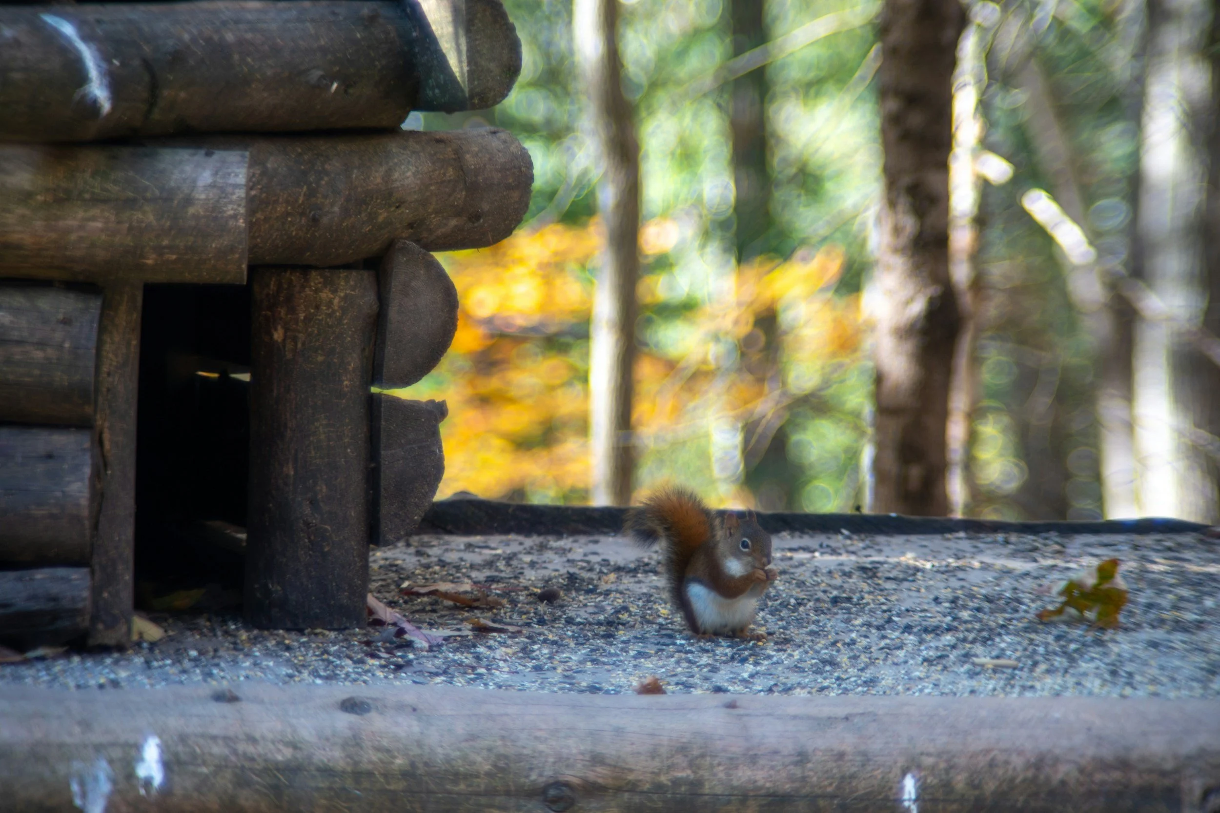 Queen’s Wood Lodge: The Historic Gateway to Highgate’s Ancient Woodland