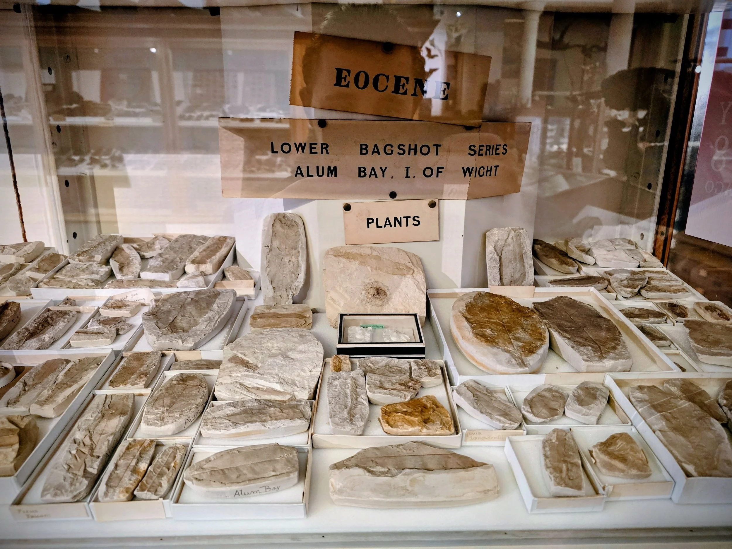 Display of various fossilized plants and rock samples labeled as 'Lower Bagshot Series, Alum Bay, Isle of Wight' in a museum showcase.