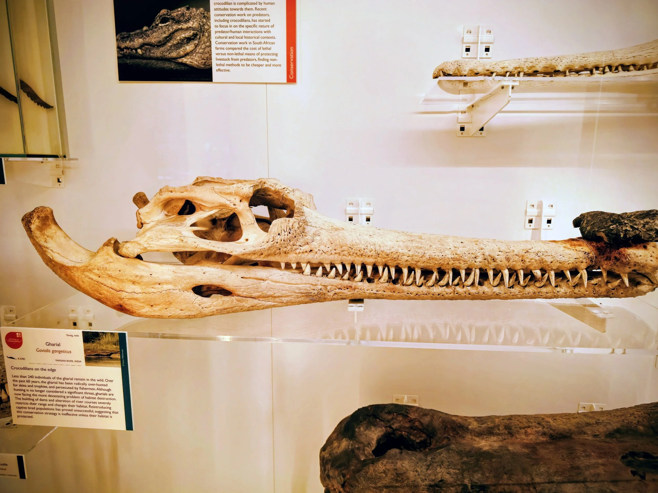 A large fossilized crocodile skull on display in a museum exhibit, with informational signs and other fossils visible in the background.