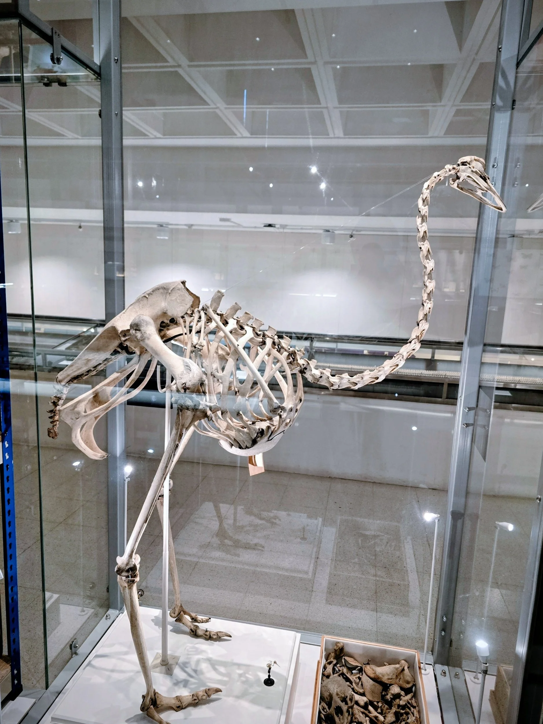 Fossilized skeleton of a small dinosaur, displayed in a museum exhibit case, with a long neck and tail, surrounded by smaller bones and fossils.