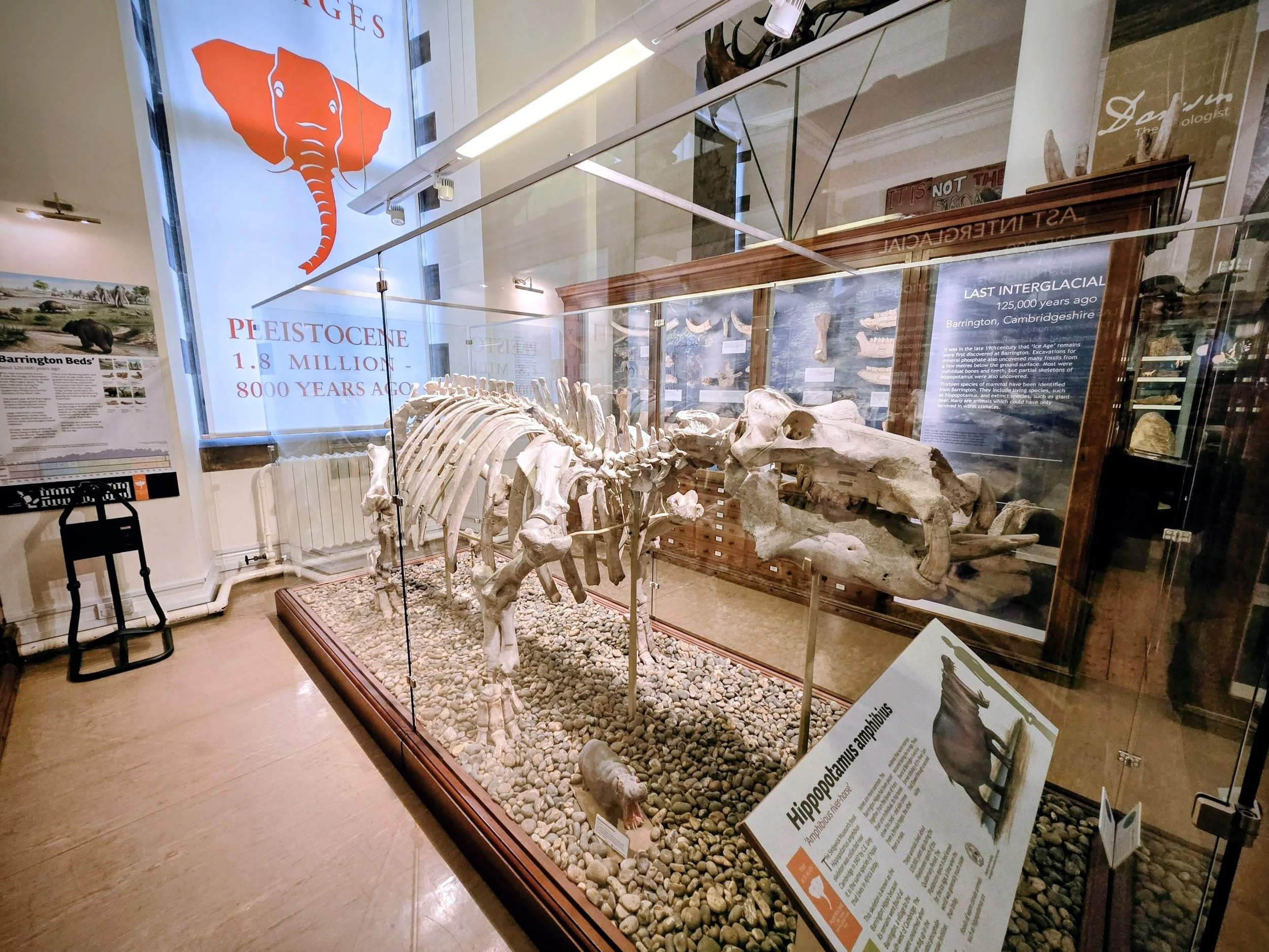 A fossil skeleton of a prehistoric hippo species called Hippopotamus amphibius displayed inside a glass case at a museum. There are informational signs and displays behind and beside the fossil, including a large promotional banner with an elephant's