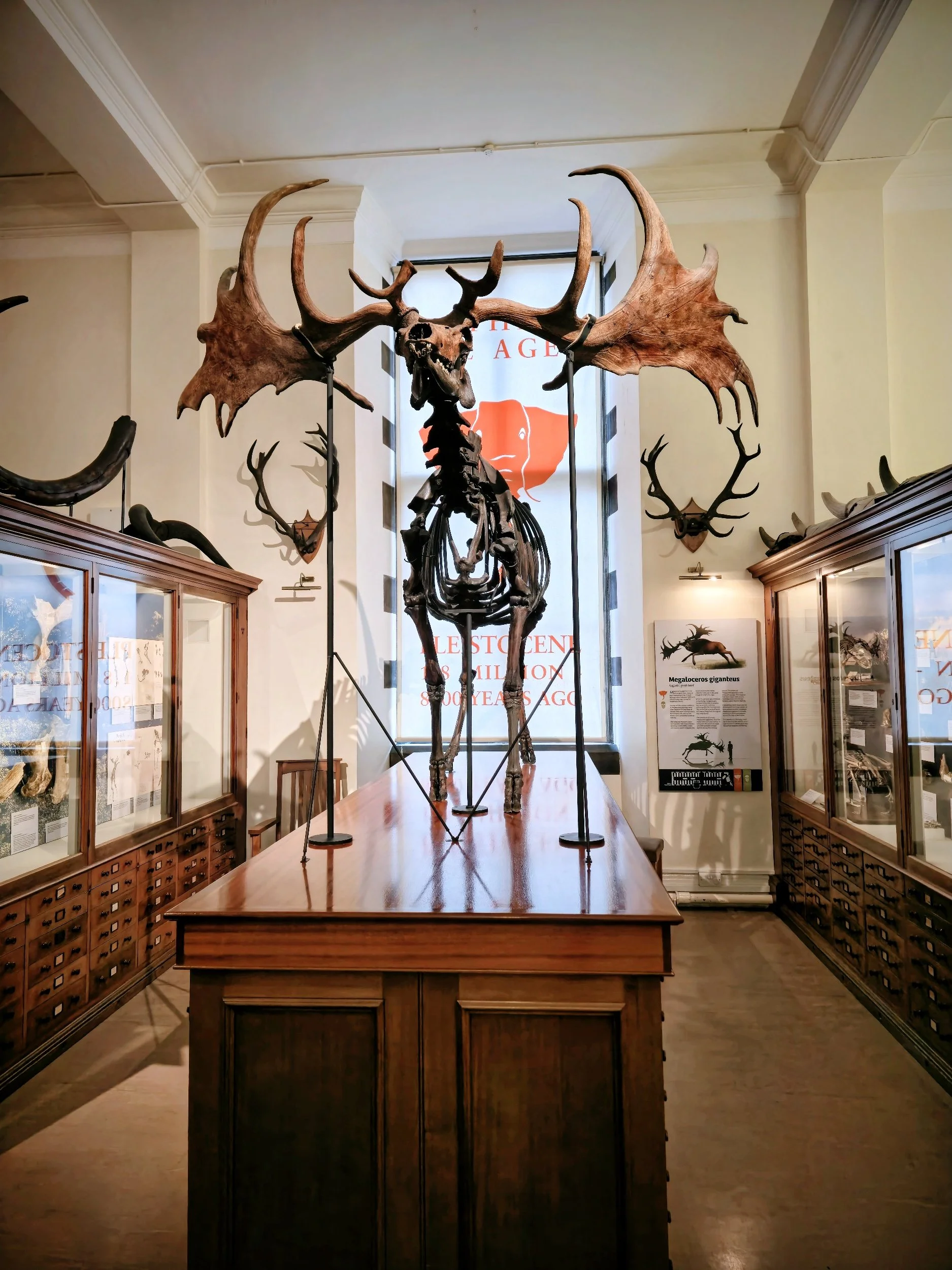 A mounted and skeletal moose display with large antlers inside a museum exhibit room, with informational signage and display cases along the walls.