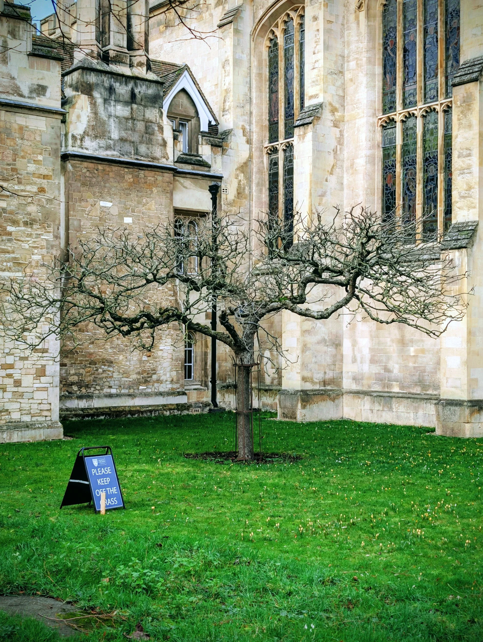 A leafless tree in front of a historic stone church with stained glass windows, with a sign on the grass that says, 'Please keep off the grass.'