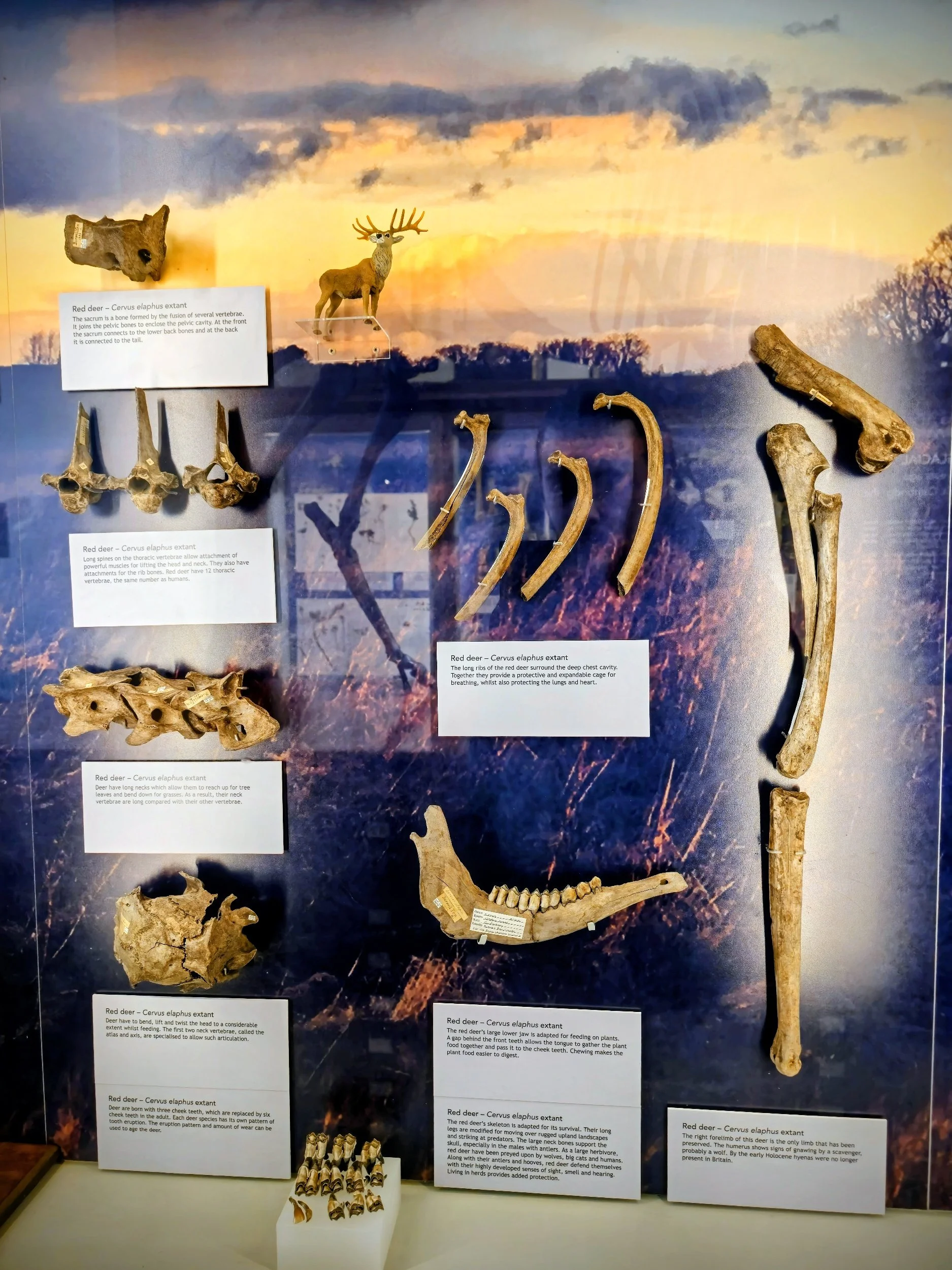 Display of fossilized bones and antlers of a red deer in a museum, with informational labels describing the species and its bones, set against a backdrop of a sunset over a forest.