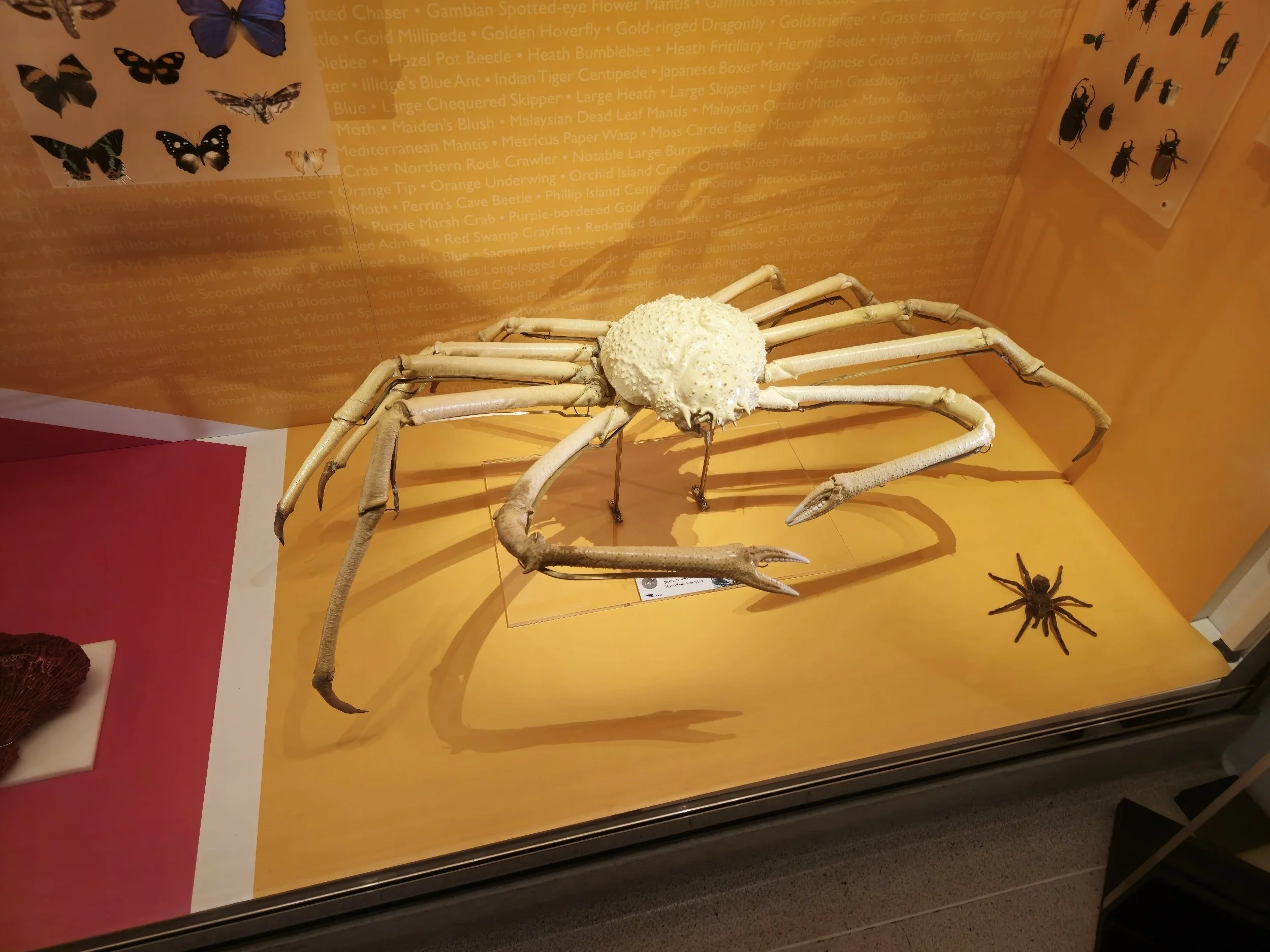 A large mounted model of a prehistoric sea scorpion displayed in a museum. The creature has a segmented body, multiple long, jointed legs, and large pincers. There is a smaller spider-like model on the yellow surface next to it. The background featur