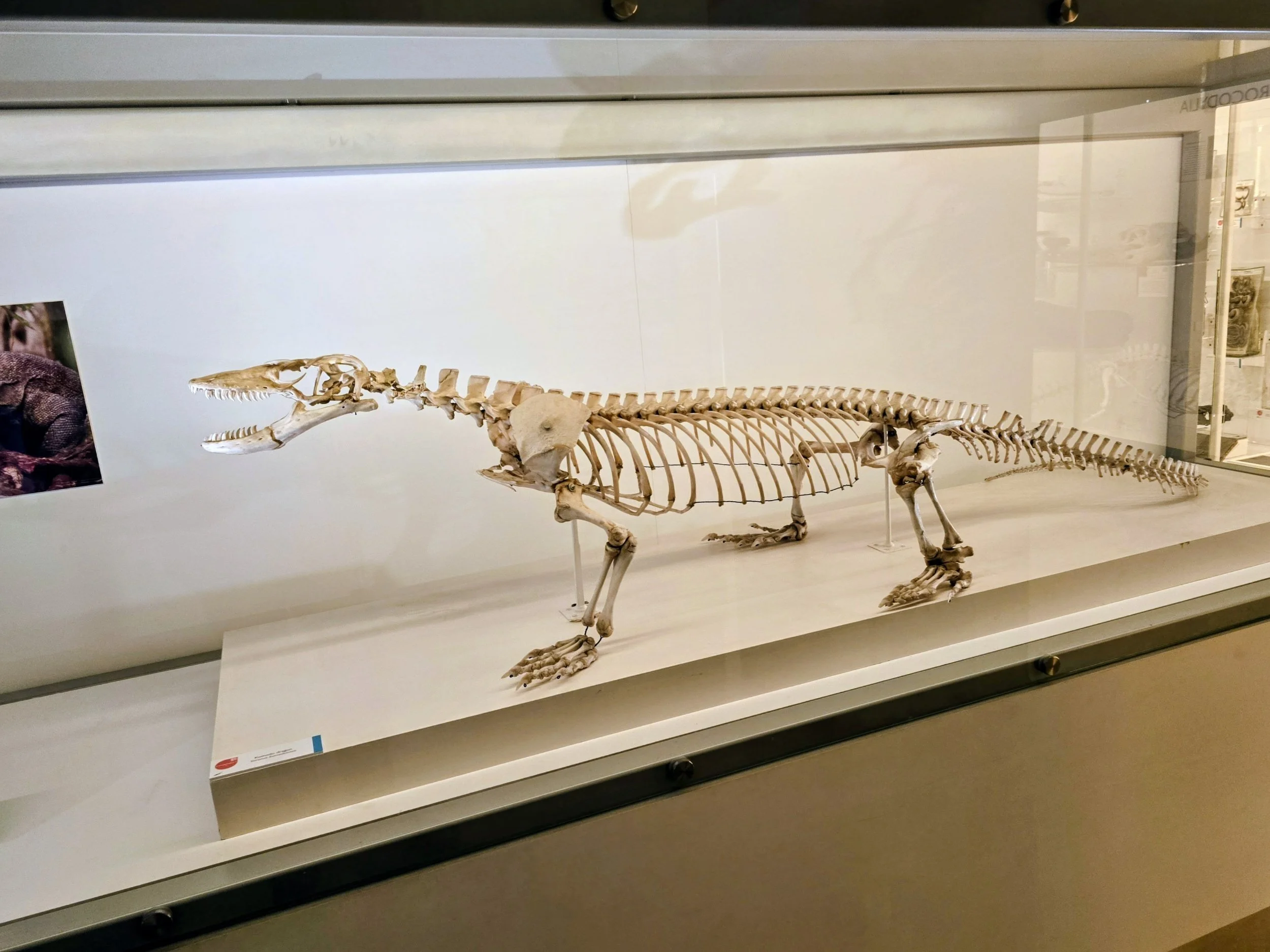 Skeleton of a large prehistoric animal displayed in a glass case at a museum.