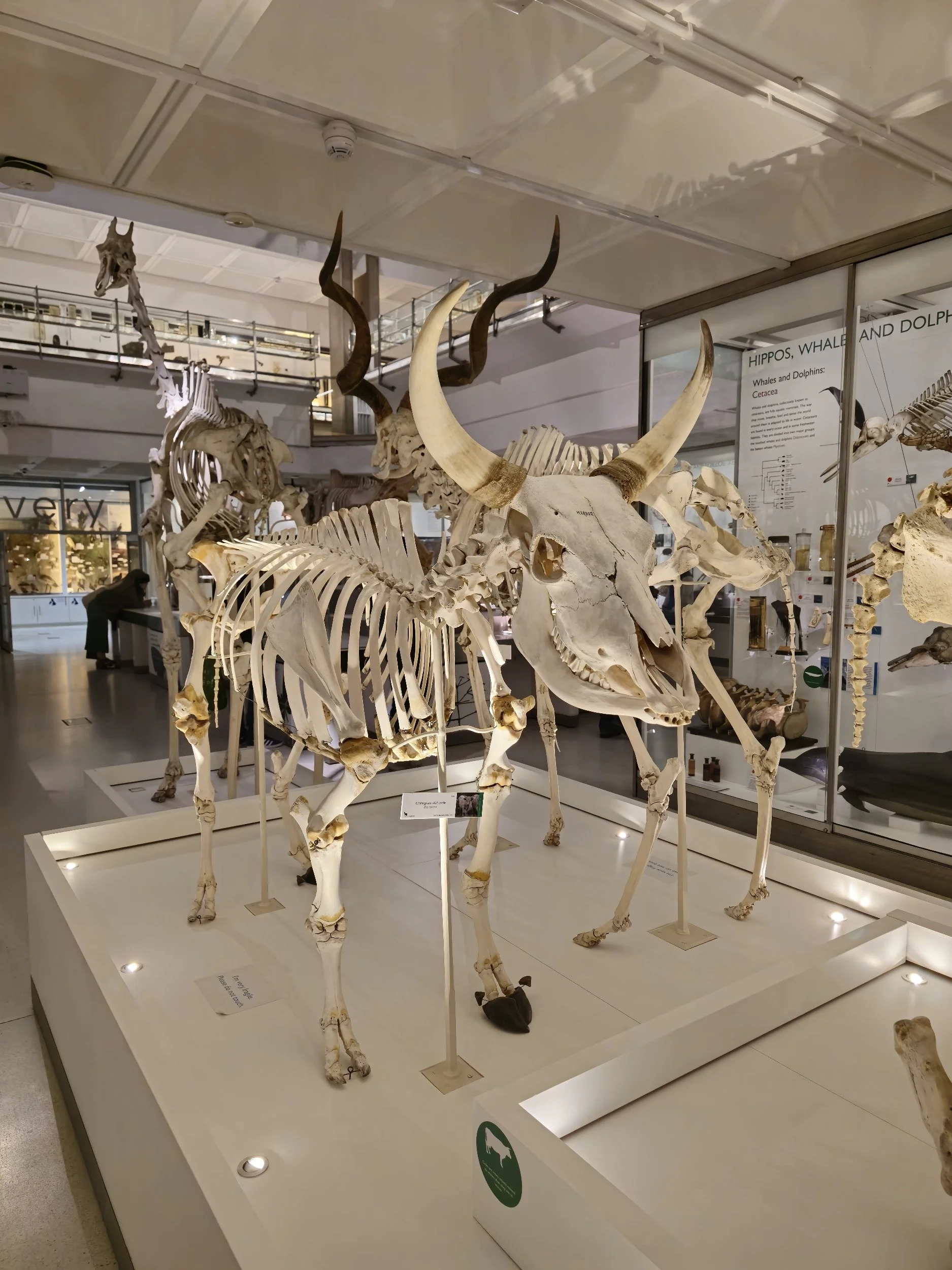 A display of animal skeletons, including a large antelope with long, curved horns in a museum exhibit.