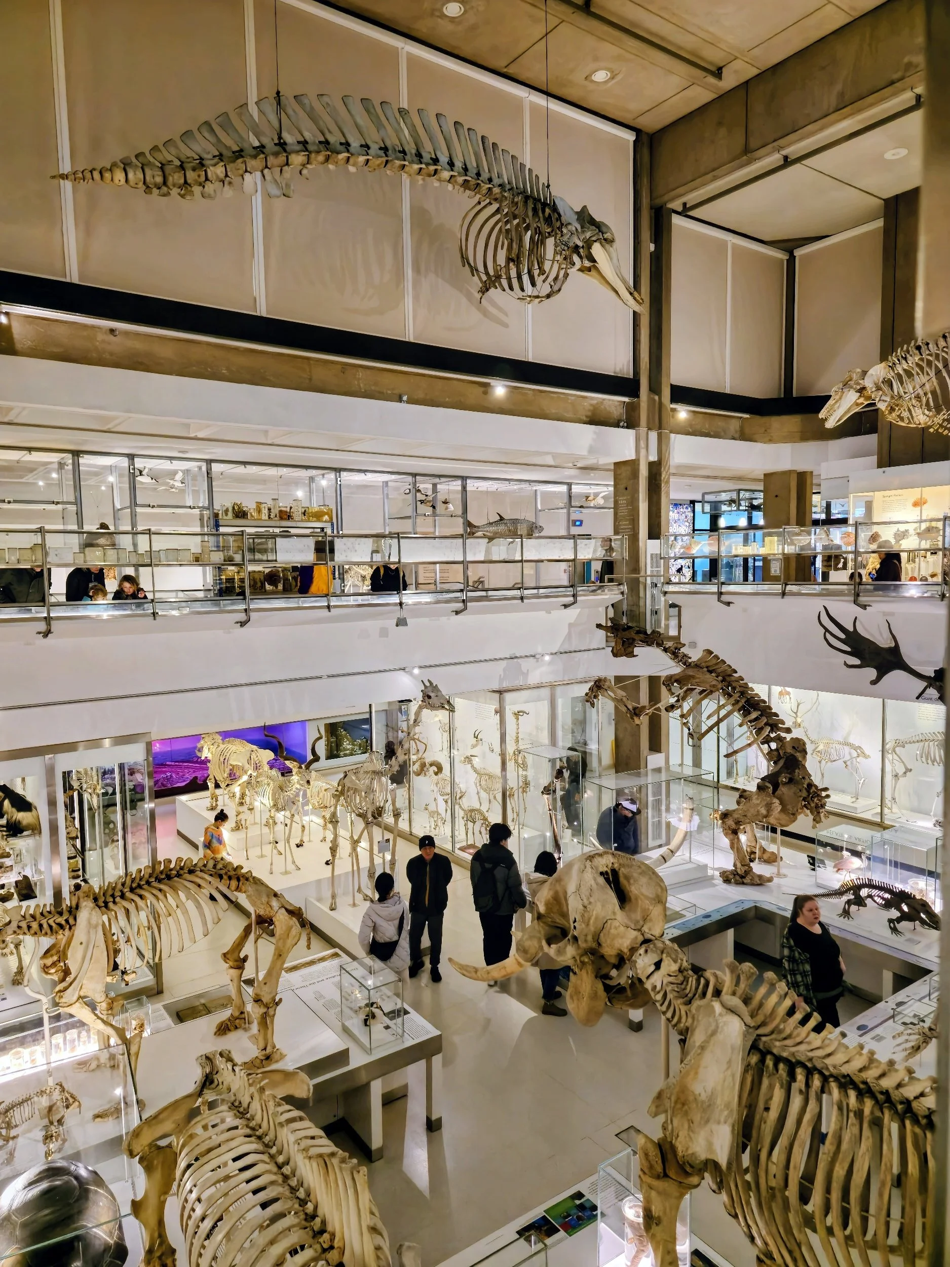 Museum interior with numerous mounted skeletons of various large animals, including dinosaurs and mammals, with visitors viewing exhibits.