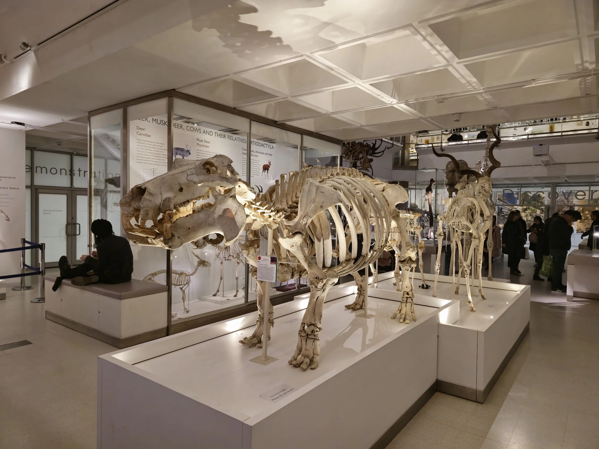 Museum exhibit featuring fossilized skeletons of various mammals including a musk deer, cows, and other relatives, displayed on raised platforms.