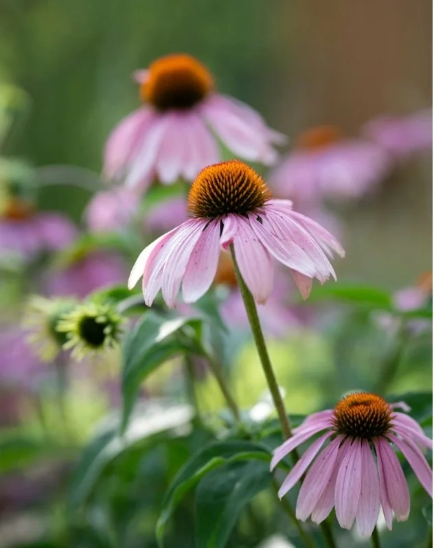 Vibrant pink echinacea flowers in a perennial border designed to grow more beautiful each year in the Kent landscape