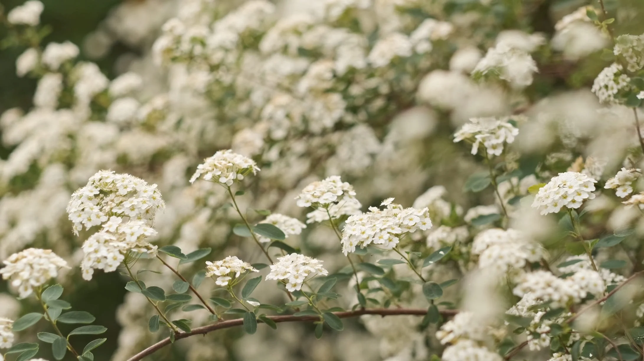 Hawthorne-Greenwild-Garden-Design-Studio.jpg