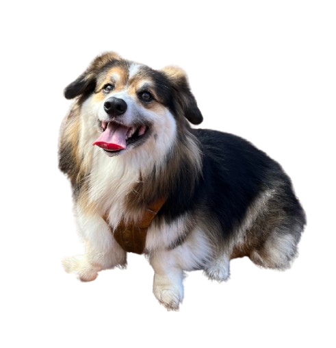 We are getting married!