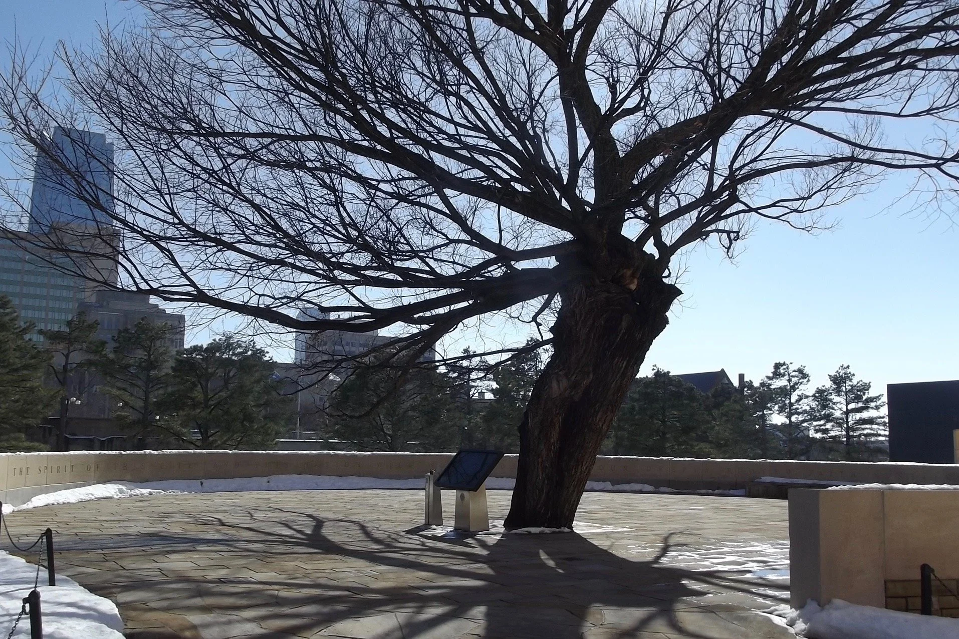 Survivor Tree Oklahoma City