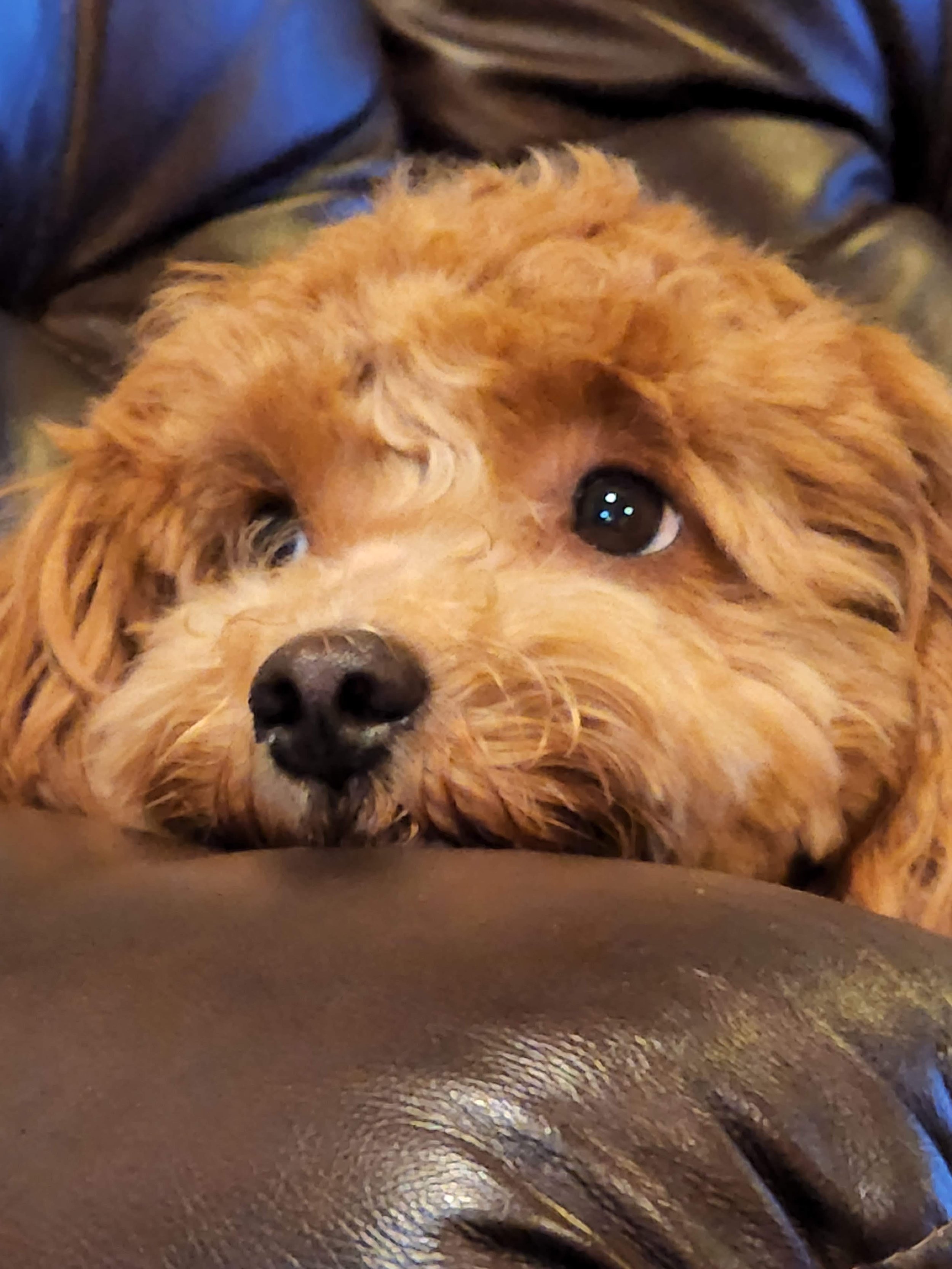 Close-up of a young, curly-haired dog resting its head on a brown leather surface.