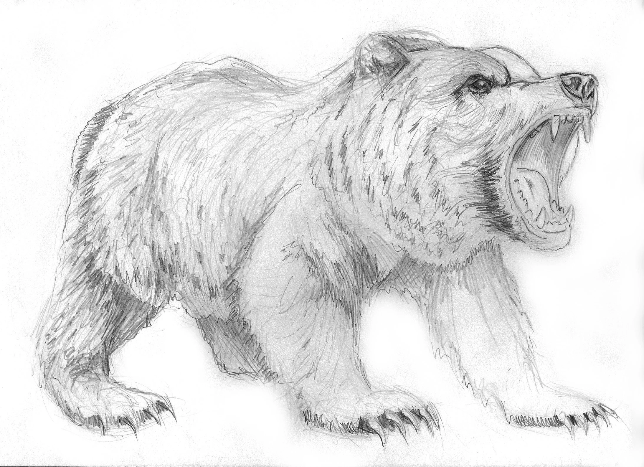 Brown Bear - Pencil