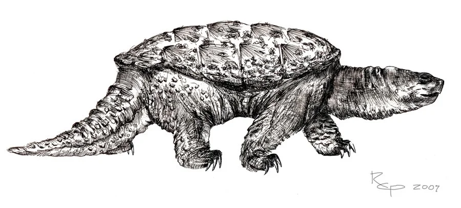Snapping Turtle - Ink