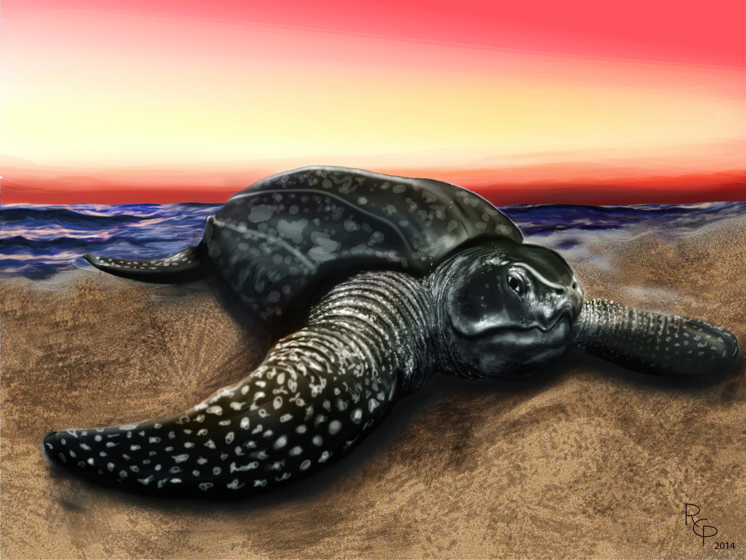 Leatherback Sea Turtle