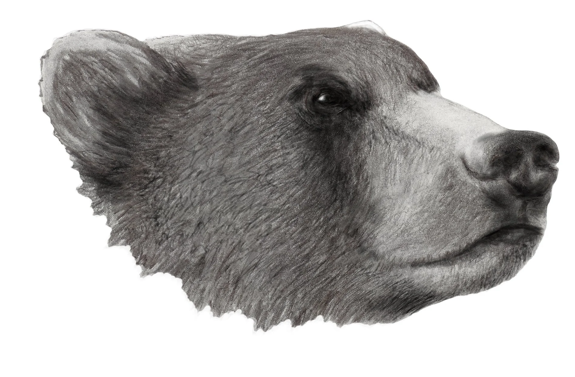 Bear - Pencil