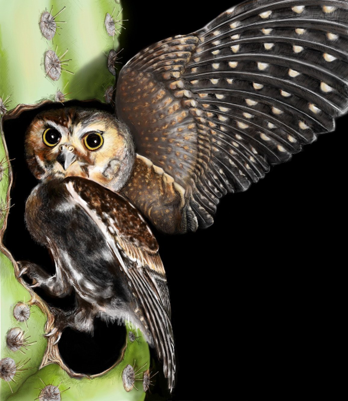 Elf Owl