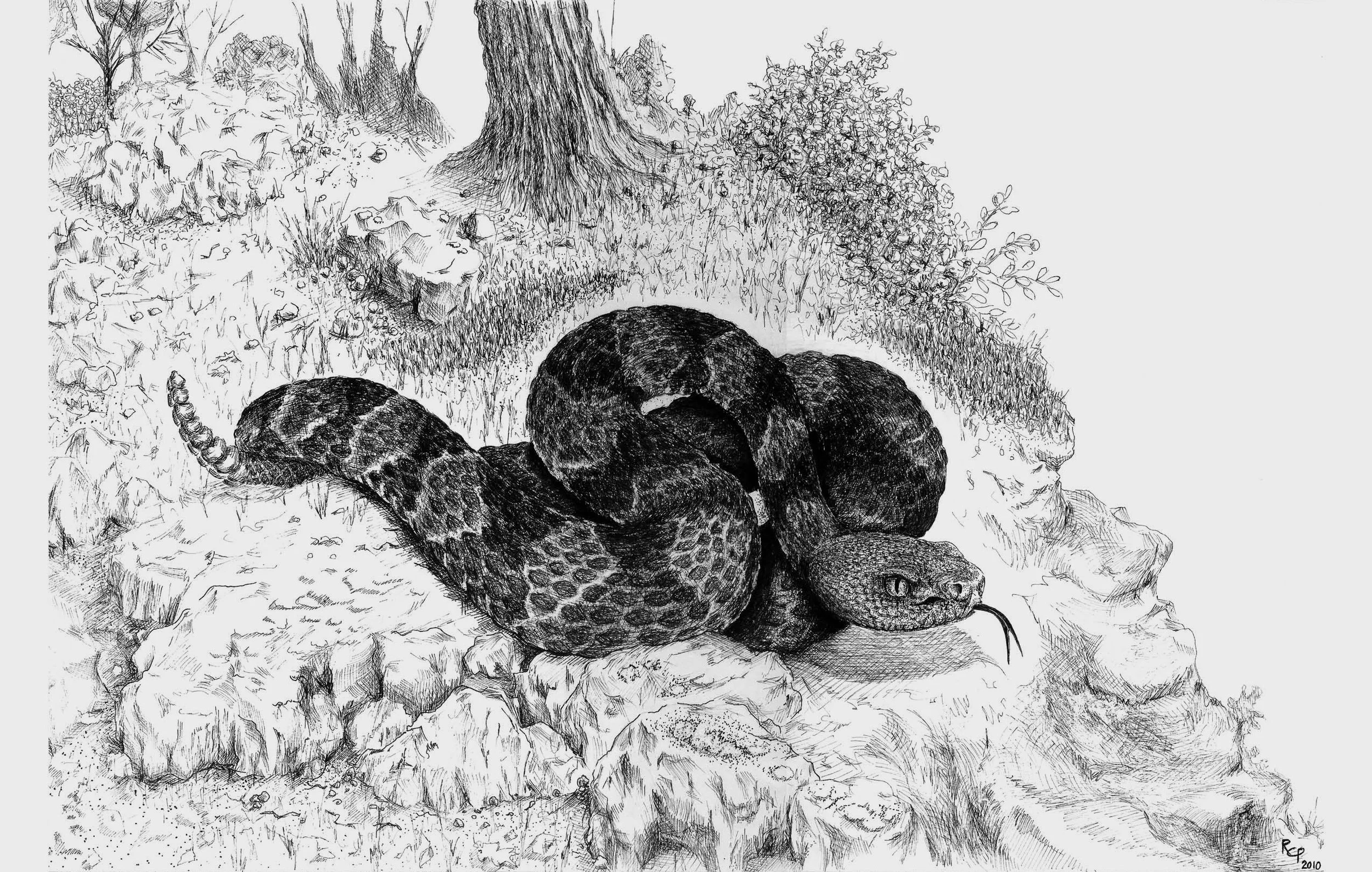 Timber Rattlesnake - Ink