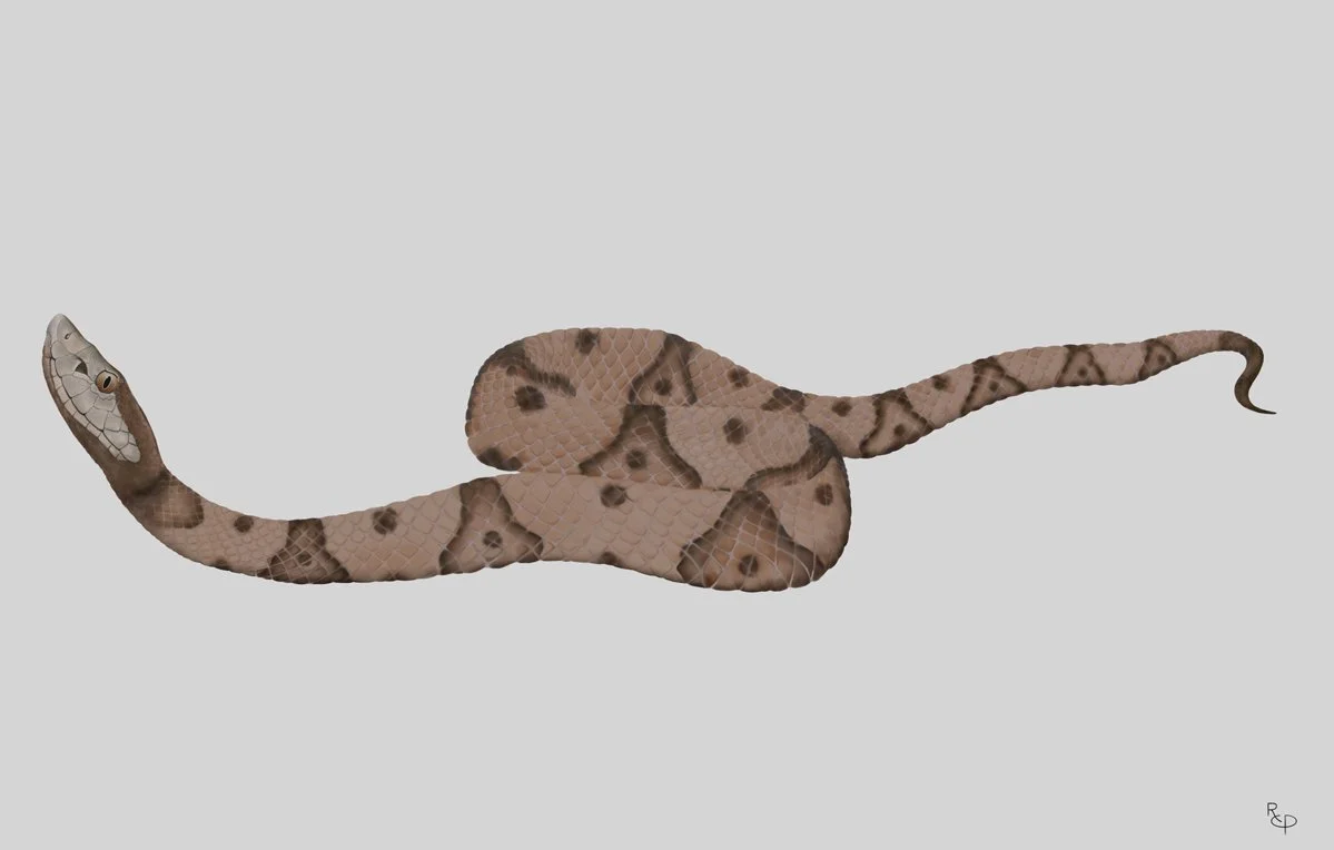 Copperhead without Camouflage