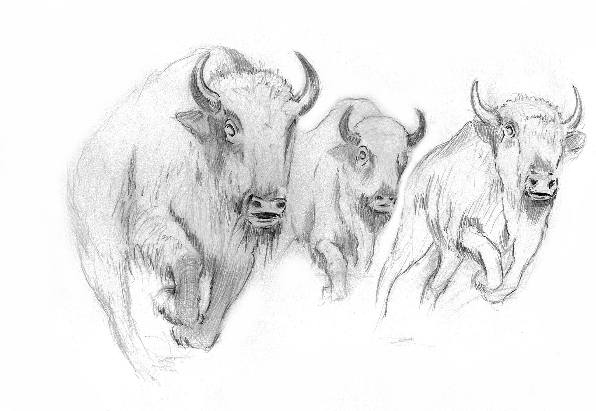 Buffalo - Pencil