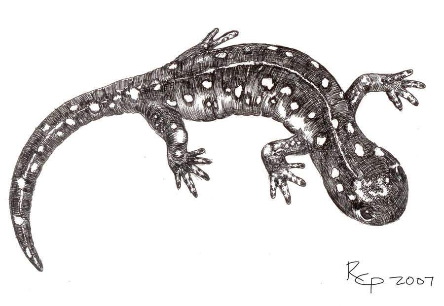 Spotted Salamander - Ink