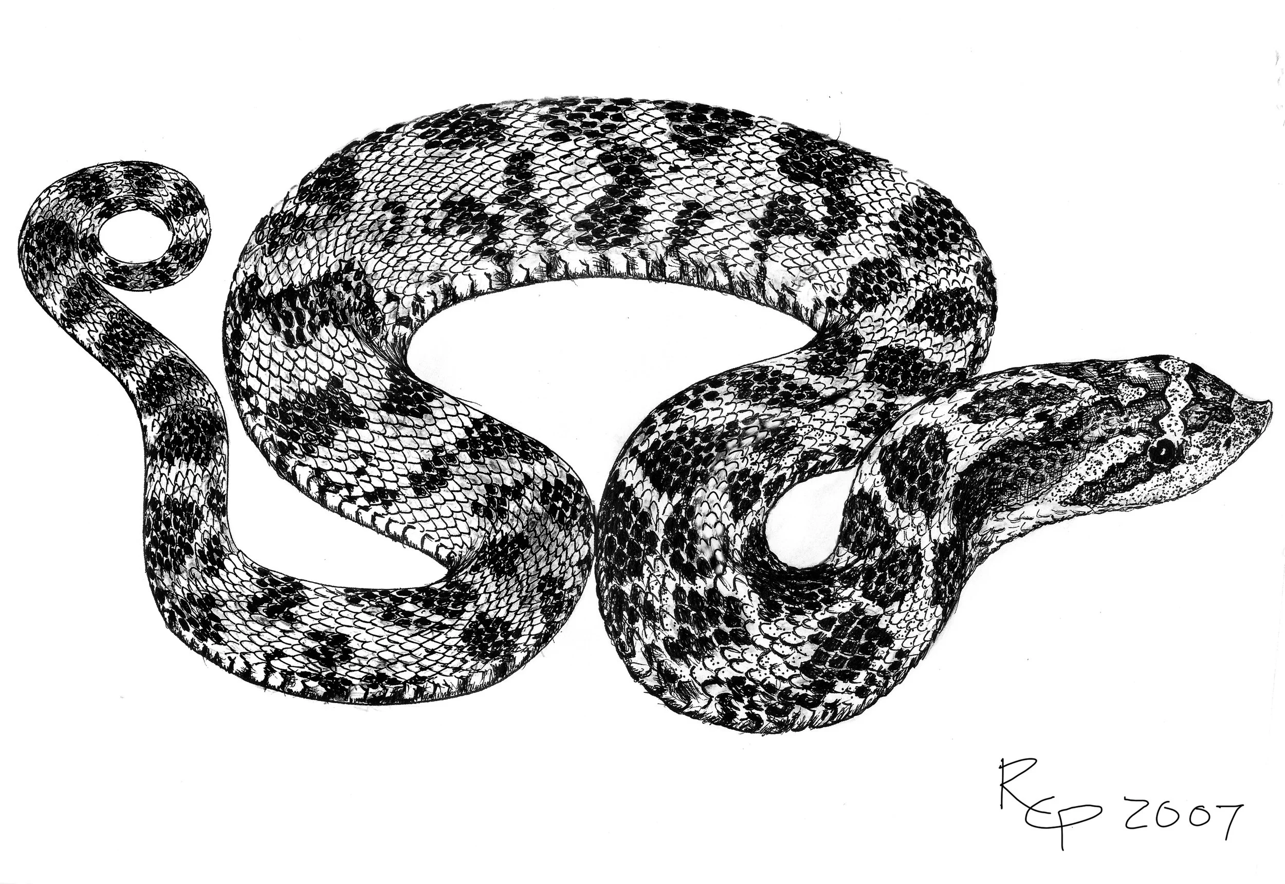 Hognose -- Ink
