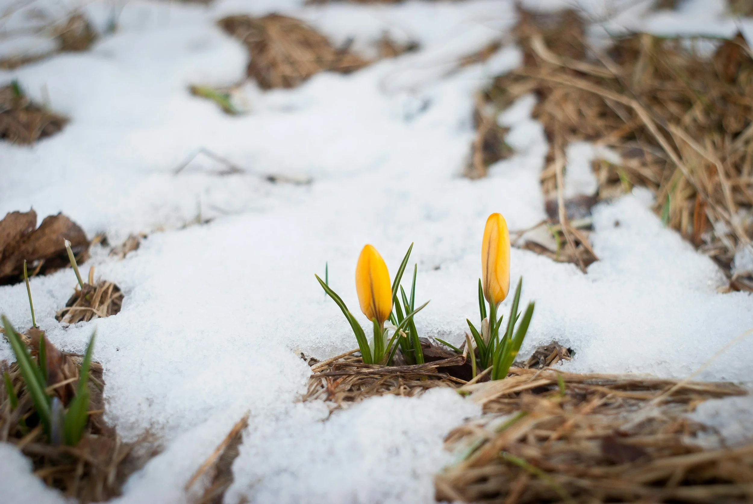 Two yellow crocus flowers blooming through snow and dried leaves on the ground.
