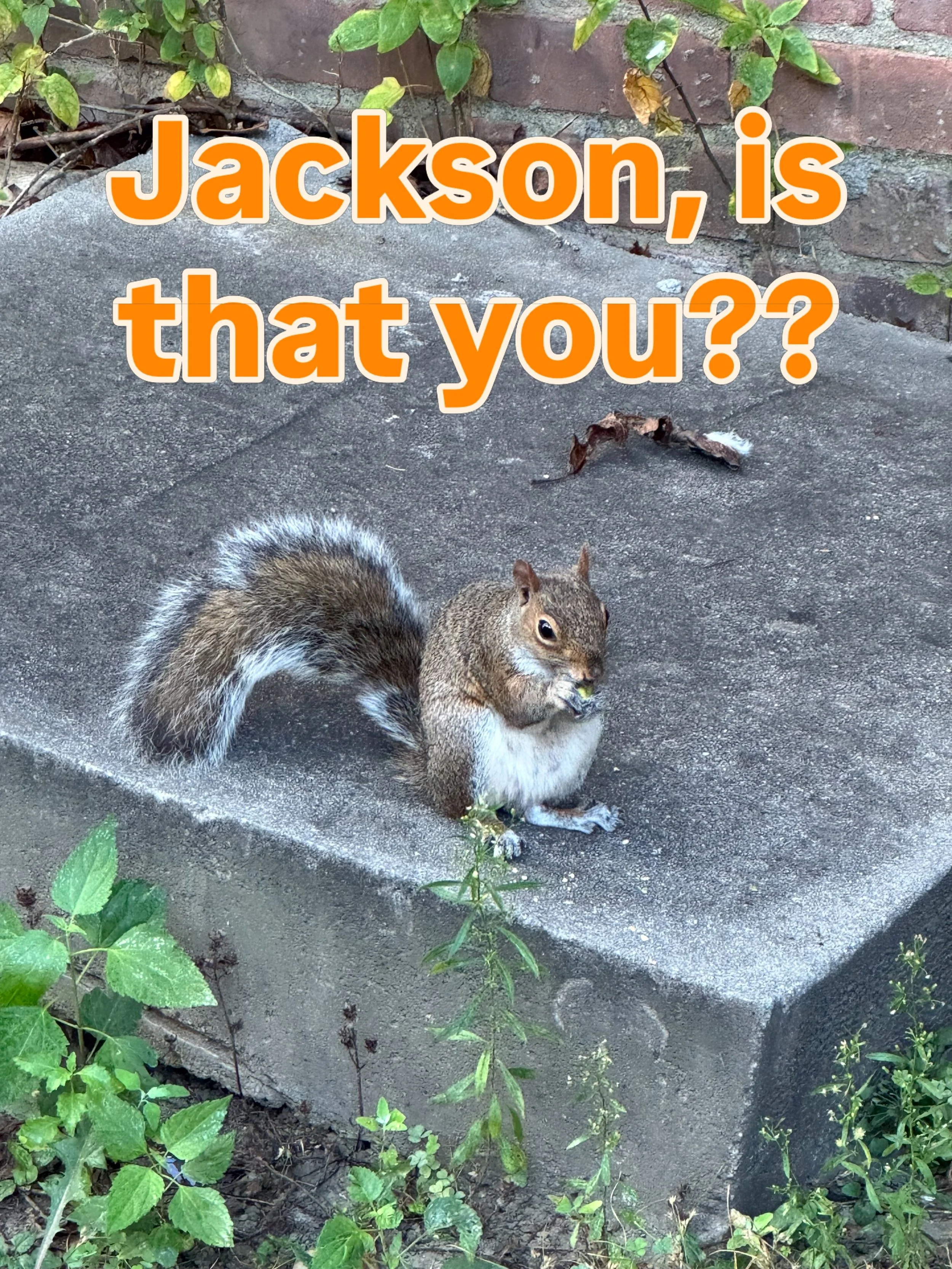 Jackson sighting! #jhbg #squirrel