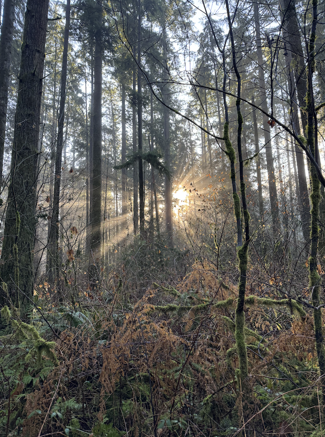 Sunlight filtering through trees in a forest with dense underbrush and moss-covered branches.