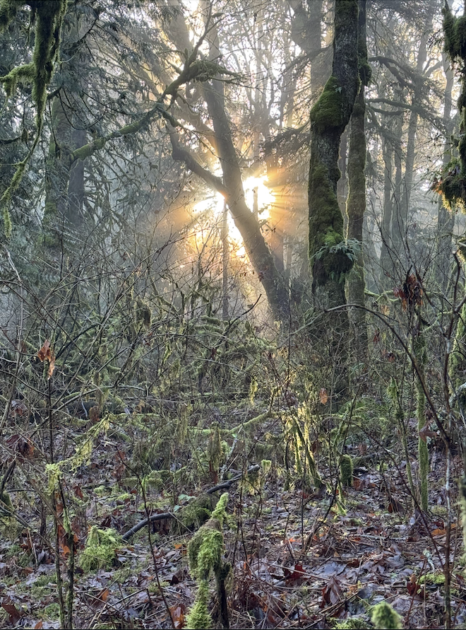 Sunlight shining through dense trees in a mossy forest during daylight.