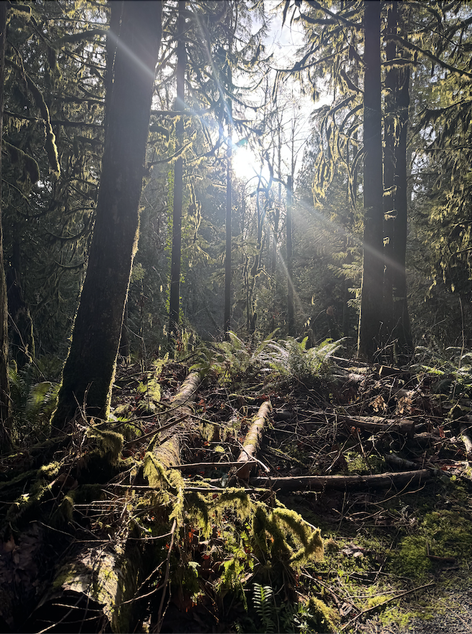 Sunlight shining through dense forest with tall trees and fallen logs on the ground.