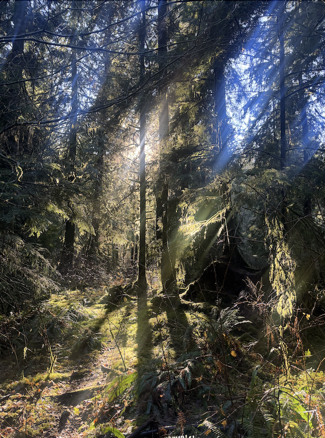 Sunlight filtering through dense green trees in a forest, illuminating the moss-covered ground and branches.