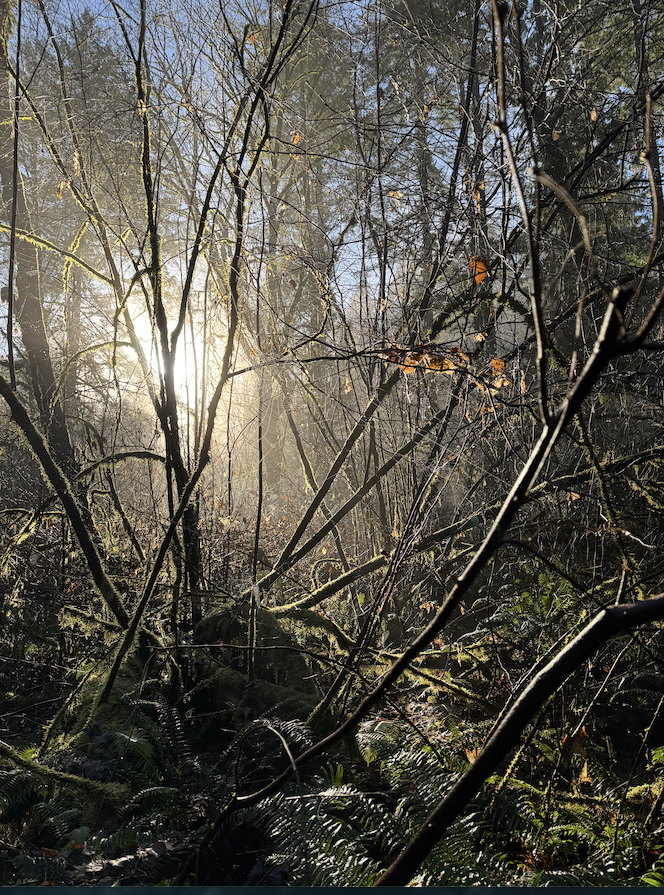 Sunlight shining through bare trees and dense ferns and undergrowth in a forest.