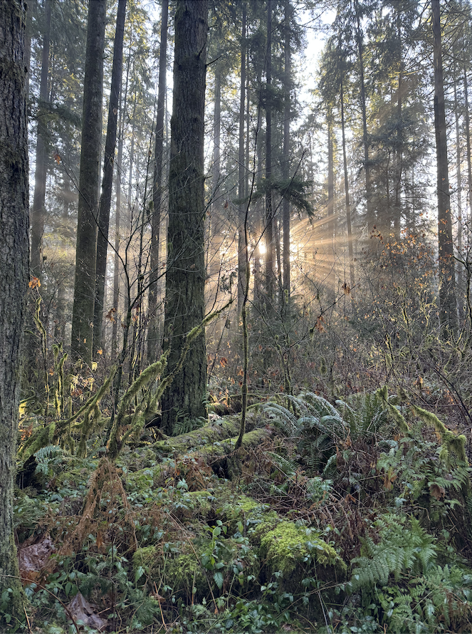 Sunlight filtering through a dense forest with tall trees, moss-covered logs, and lush green ferns on the forest floor.