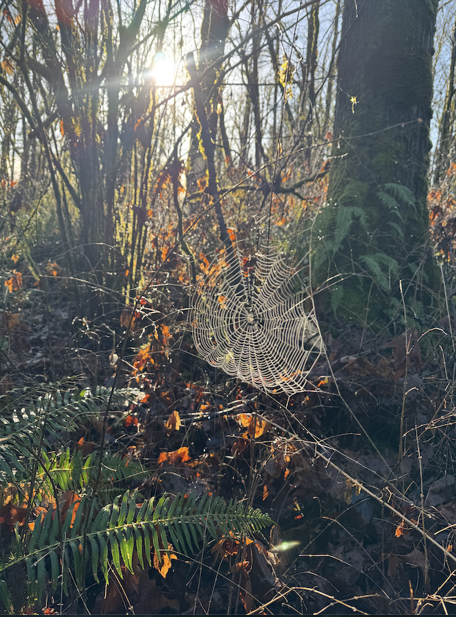 A spider web caught on branches and leaves in a sunlit forest.
